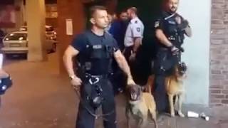 Belgische Schäferhunde beschützen Deutsche Polizei vor hier geborenen Libanesen [upl. by Asek]