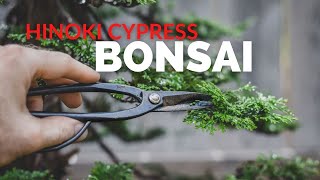 Hinoki Cypress Bonsai  BonsaiU [upl. by Jesus]