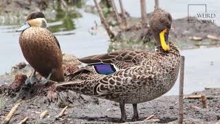 Interesting facts about hottentot teal by weird square [upl. by Glanti229]