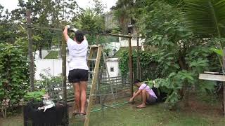 Building trellises for Bottle Gourd and Bitter Gourd [upl. by Tade]