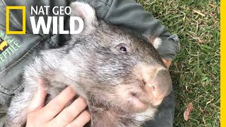 George the Wombat Begins New Life in the Wild  Nat Geo Wild [upl. by Esmerolda520]