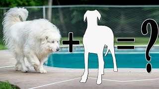 9 Incredible Great Pyrenees Mixes  Great Pyrenees Cross Breeds [upl. by Melena]