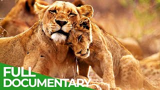 Manyari  A Lioness Risks Everything to Save her Cubs  Free Documentary Nature [upl. by Haron]