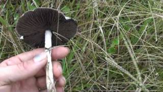 Psilocybin Cubensis mushrooms examples in situ  part 2 [upl. by Adnof]