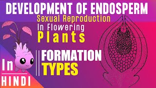 Endosperm ।। Endosperm development Types amp Function ।। BotanyTv [upl. by Coyle]