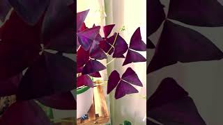 Oxalis Triangularis  False Shamrock  Love Plant [upl. by Elah452]