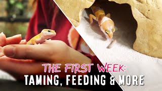 Owning A Tiny Baby Leopard Gecko  THE FIRST WEEK [upl. by Zingale583]