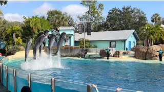 Dolphins 🐬🐬 Show  Sea World  Orlando FL🇺🇸 [upl. by Alur]