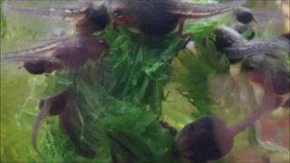 Day 22 to 26 METAMORPHOSIS begins Green Treen Frog tadpoles life cycle PART 4 in Super Macro [upl. by Ajax]