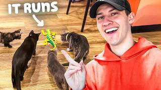 I Took Crazy Cat Toys to a Cat Cafe [upl. by Budde]