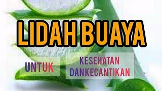 Manfaat Lidah Buaya untuk Kesehatan dan Kecantikan [upl. by Meehsar795]