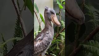 Meet the SHOEBILL STORK Often Reffered to As the Living [upl. by Yenot169]