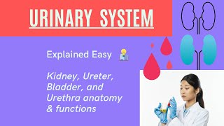 Urinary System Anatomy Kidneys Ureter Bladder Urethra Nephrons urinary kidney [upl. by Hirai]