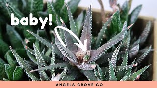 Succulent Propagation Haworthia Cutting Update [upl. by Perron936]