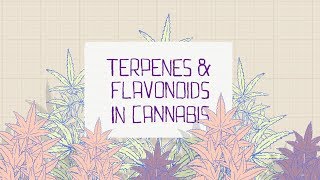 Terpenes and Flavonoids  English [upl. by Birecree329]