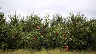 Picking honeycrisp apples [upl. by Temple]