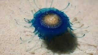 Beautiful Blue button or the Porpita porpita a very rare marine organism [upl. by Lindsay598]