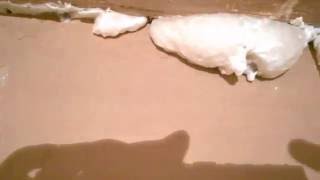 How to fill large cracks amp gaps in ceiling joint  how to plaster over gaps and expanding foam [upl. by Chem]