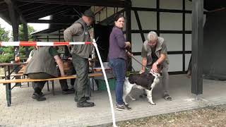 Kleiner Münsterländer Zuchtschau [upl. by Brookner]