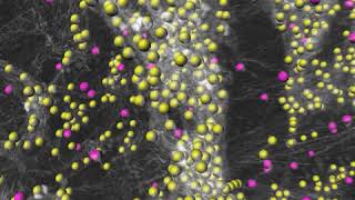 A spatiomolecular map of striatum [upl. by Mariquilla911]