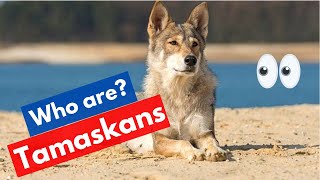 Tamaskan Northern Inuit A to Z Complete Guide on this Dog Breed [upl. by Zoha768]