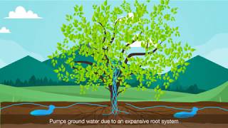 Why is the Peepal tree important  Benefits of Peepal tree [upl. by Akino805]