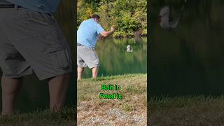 World’s BEST Catfish BAIT For Ponds shorts fishing [upl. by Nikolai]