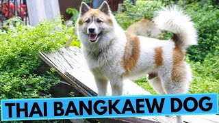 Thai Bangkaew Dog  TOP 10 Interesting Facts [upl. by Ewer]