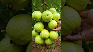 🌿Grow Guava Tree Faster with These Simple Tips guava fruittree [upl. by Llenrahs]