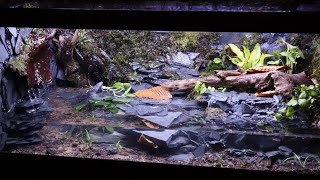 Amazing Salamander Paludarium [upl. by Balac]