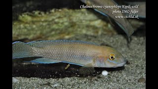 Chalinochromis cyanophleps Kipili [upl. by Goetz202]