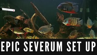 EPIC SEVERUM TANK severum cichlid epic [upl. by Nomead]