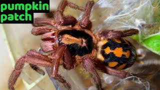 Pumpkin Patch Tarantula Hapalopus formosus Care amp Husbandry [upl. by Alica774]