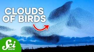 The Mysterious Black Clouds of Birds Murmurations Explained [upl. by Il]