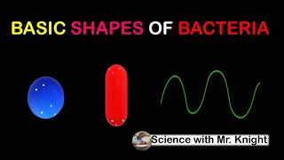 Basic Shapes of Bacteria [upl. by Turne]