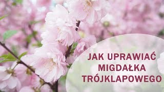 Jak uprawiać migdałka trójklapowego [upl. by Harbard]