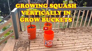 Growing Squash Vertically in Grow Buckets [upl. by Ybbob253]