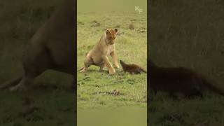 mongoose fight with lion lion animals wildlife wildanimals funny worldwildlife bigcats [upl. by Callean623]