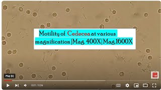 Motility of Cedecea at various magnification Mag 400X Mag1600X [upl. by Freyah]