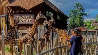 🚂 Turtle back zoo Essex County NJ zoo with animals train ride touch tank and more tbz [upl. by Notsek]