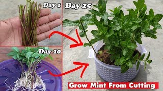 How to Grow Mint From Cutting Step By Step Guide [upl. by Dedrick]