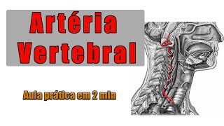 Tudo sobre a ARTÉRIA VERTEBRAL  Anatomia Humana  Anatomia [upl. by Kreitman]