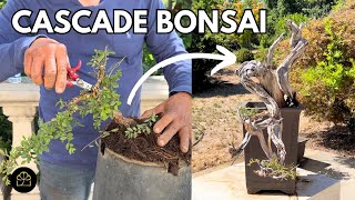 3 Ways to Create 3 Cascade Bonsai  My Cascade Bonsai Tour [upl. by Ephraim449]