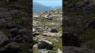 Ptarmigans on Mount Elbert Colorados Highest Peak 14440 mountains colorado [upl. by Lleinnad]