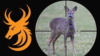 Roe Deer Hunt in Scotland [upl. by Yared]