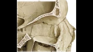 ETHMOID BONE ANATOMY [upl. by Ranchod]