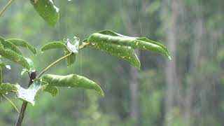 Música para dormir  8 Horas de Sonido de la Lluvia y Truenos [upl. by Kari221]