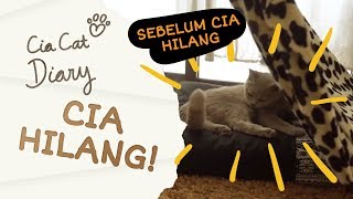 Cia Kucing British yang Ceria Hilang  Cia Cat Diary  Ep 28 [upl. by Oilenroc]