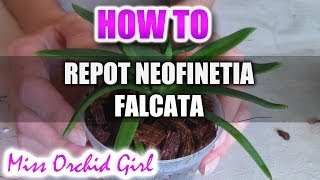 Repotting Neofinetia Falcata Orchid [upl. by Bordiuk]