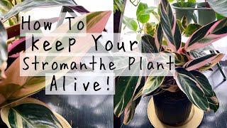 Stromanthe Triostar Plant Care Tips amp Tricks  How To Keep Your Stromanthe Houseplants ALIVE [upl. by Ellinnet190]